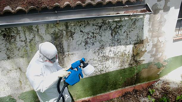 Trusted Commercial Mold Remediation service in Newport, NC - Cheap Mold Removal